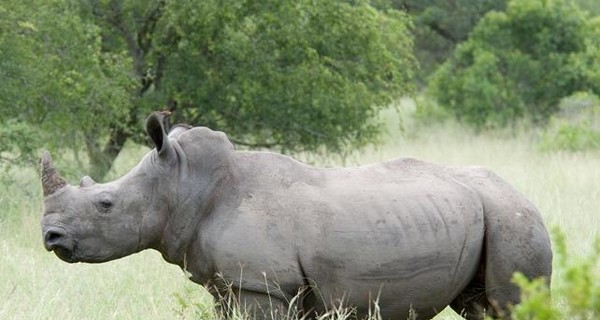 В Индии семью носорогов убило молнией