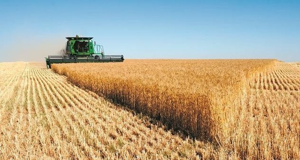 Египет увеличил закупки украинской пшеницы в два раза