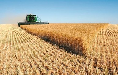 Египет увеличил закупки украинской пшеницы в два раза