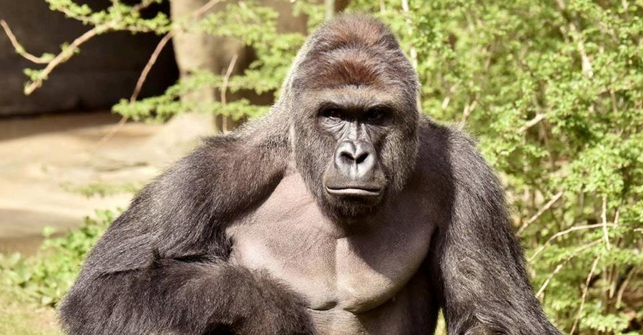 Убийство гориллы в США: защитники животных требуют наказать родителей мальчика