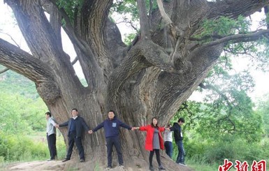 В Китае нашли дерево возрастом 3200 лет