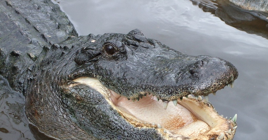 Крокодил напал на женщину в Австралии