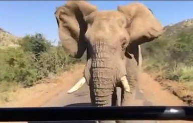 За Шварценеггером в Африке гонялся дикий слон