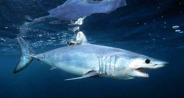 В Египте акула откусила парню ногу