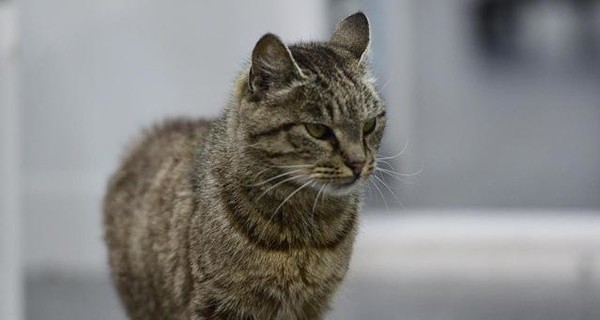 Умерла кошка, которая съела в аэропорту Владивостока деликатесов на 60 тысяч рублей