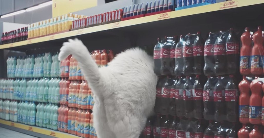 Интернет взорвал видеоклип с кошками в супермаркете