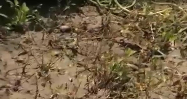 В Запорожской области село заполонили тысячи жаб