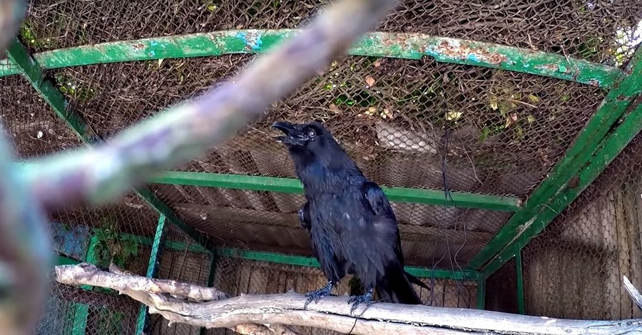 В харьковском зоопарке вороны человеческим языком требуют еду