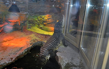 В харьковском зоопарке родились уникальные крокодилы