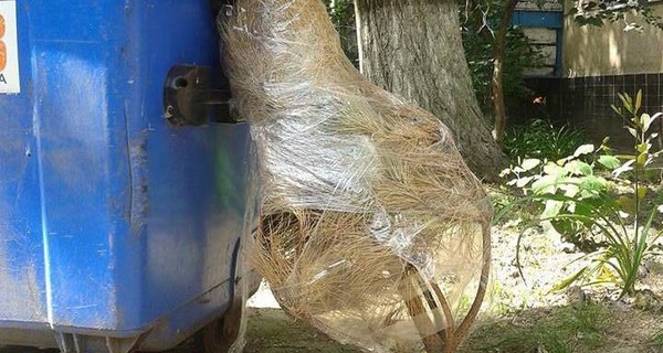 Киевлянин посреди июня выбросил новогоднюю елку