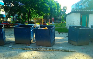 В Харькове на мусорке нашли мертвого питона