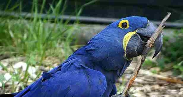 В Бразилии заметили попугая, исчезнувшего из дикой природы 15 лет назад