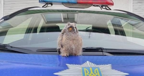 В Ровно на службу в полицию заступила сова