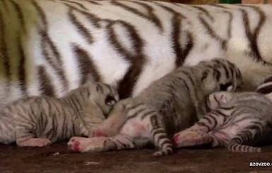В Бердянском зоопарке придумывают имена бенгальским тигрятам