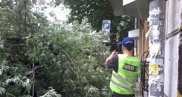 В Киеве дерево упало на машины, где находились люди