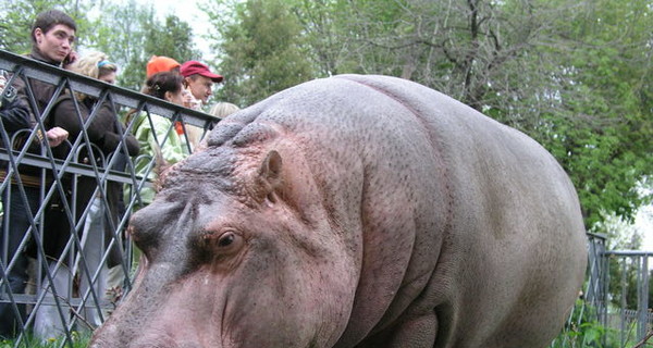Киевскому зоопарку купят нового бегемота