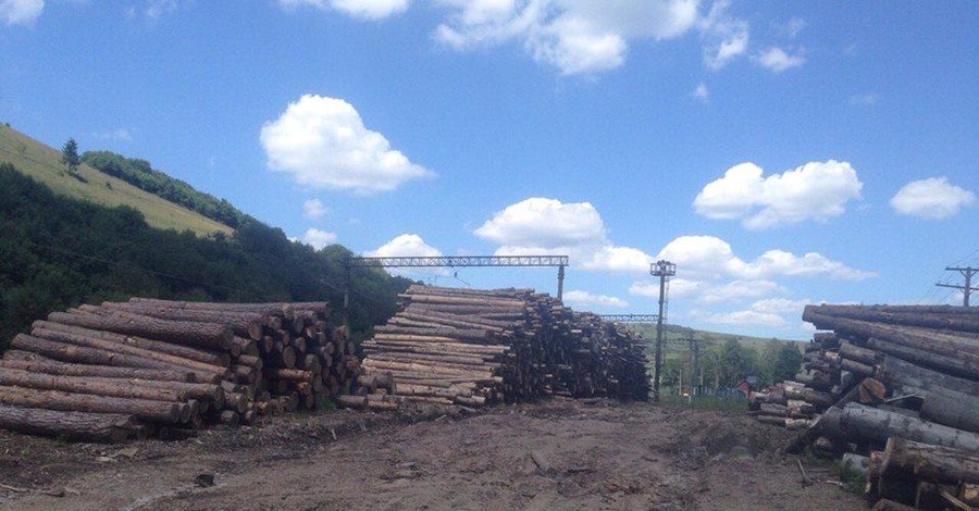 На Львовщине сотрудники лесхозов разворовали леса на 6,5 миллионов гривен