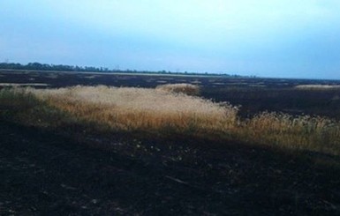 На Днепропетровщине огонь уничтожил пшеничное поле