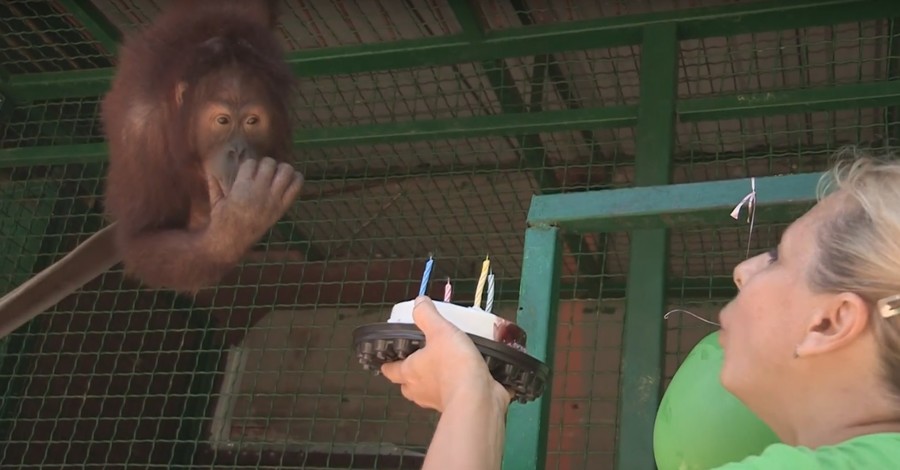 Орангутанг Понночка праздновала день рождения с юбкой на голове
