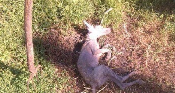 Хмельницкий охотник убил у себя во дворе чупакабру