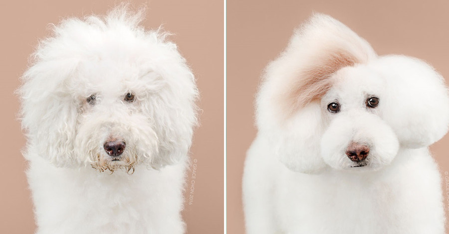 Этих собак подменили: как стрижки меняют внешность до неузнаваемости 
