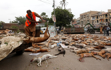 В Пакистане отравили тысячи бродячих собак