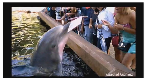 В США дельфин-гопник отобрал у девушки iPad