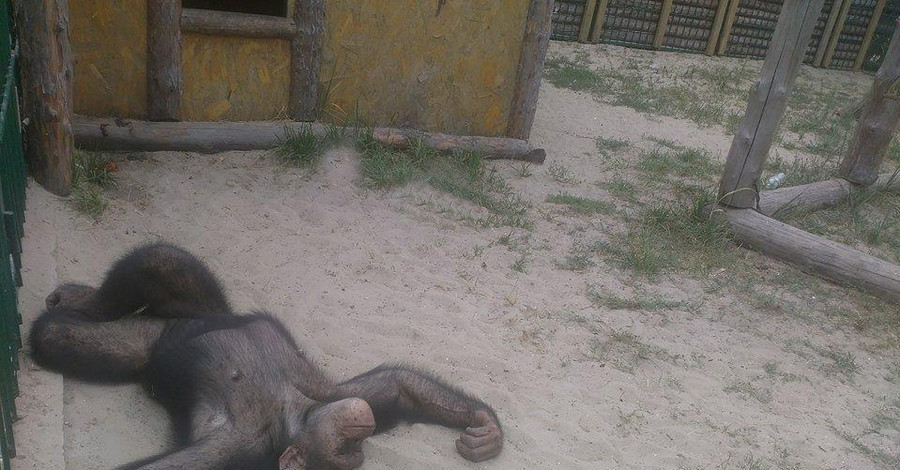 Бердянская шимпанзе отбила кавалера у подружки из Харькова
