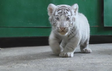 В Бердянском зоопарке тигрятам дали аристократические имена