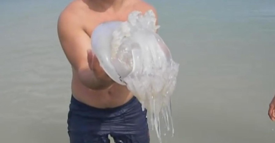 В Кирилловке туристы выловили огромную медузу