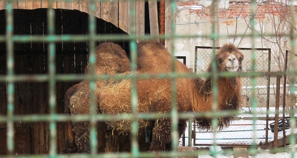 Верблюдица из зоозоны Днепра отказалась эмигрировать в Харьков