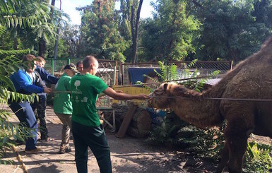 Строптивая верблюдица Маша из днепровской зоозоны обживается в Харькове