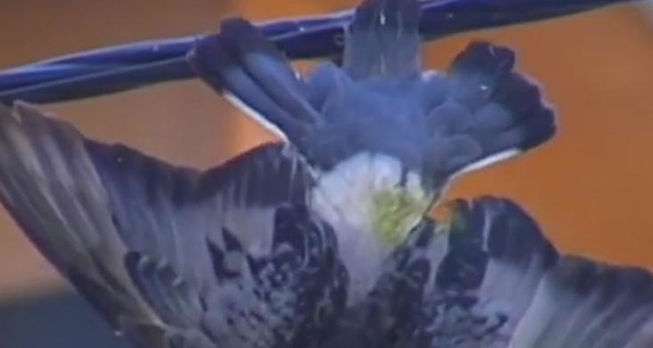 В Днепре почти сутки спасали голубя, застрявшего в проводах