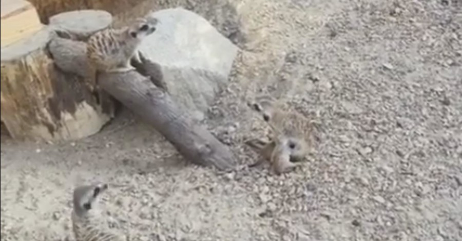 В Бердянском зоопарке мама-сурикат нянчится с пополнением