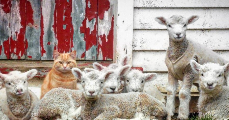 В Новой Зеландии кот возглавил отару овец
