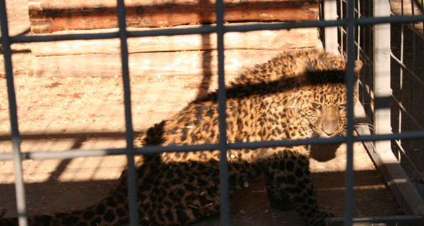 Директор зоопарка в Мариуполе опроверг информацию о сбежавшем леопарде