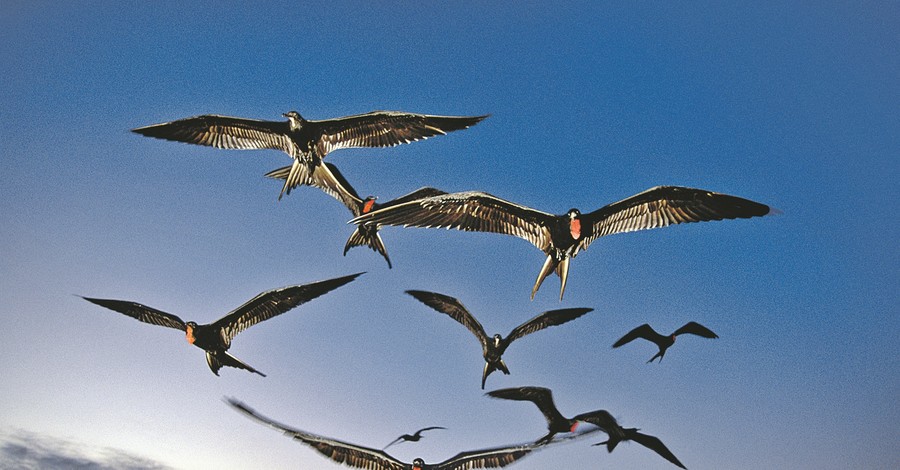 Ученые узнали, как птицам удается без посадки покрывать гигантские расстояния