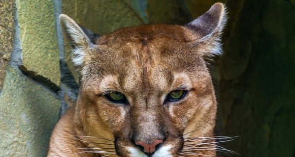 В Николаеве обещают 25 тысяч за информацию об отравителях зверей в зоопарке