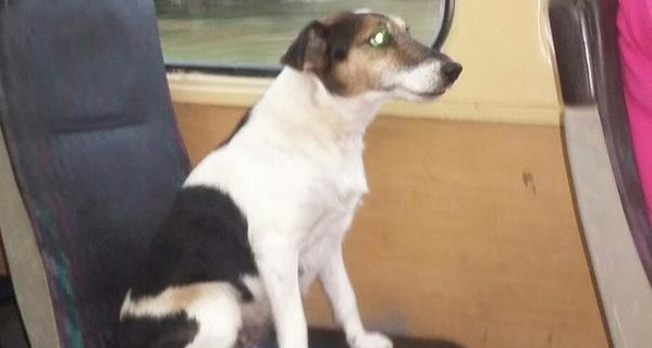 Одесская собака ездит в трамвае на месте пассажира