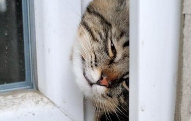 В Павлограде котов заподозрили в ограблении квартиры