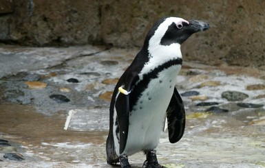Ученые выяснили, когда пингвины летали