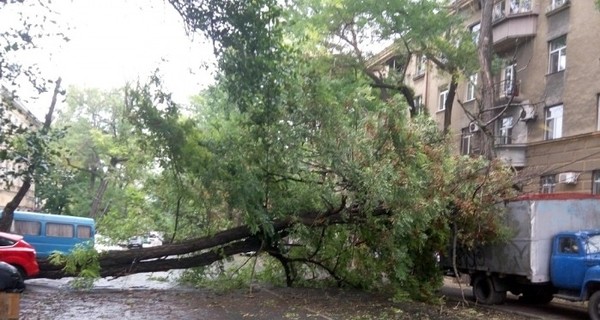 Первая жертва одесского шторма – на женщину упало дерево 