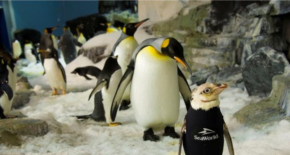 Потерявшему перья пингвину сшили костюм, чтоб не мерз