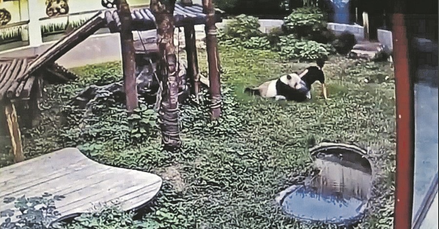 Китаец вызвал на бой добродушного медведя и еле ноги унес