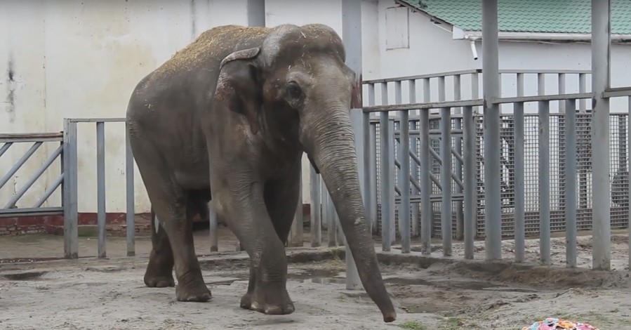 На 19-летие харьковскому слону Ауну подарили 30-килограммовый торт