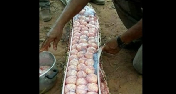 В Нигерии убили змею, внутри которой оказались десятки яиц