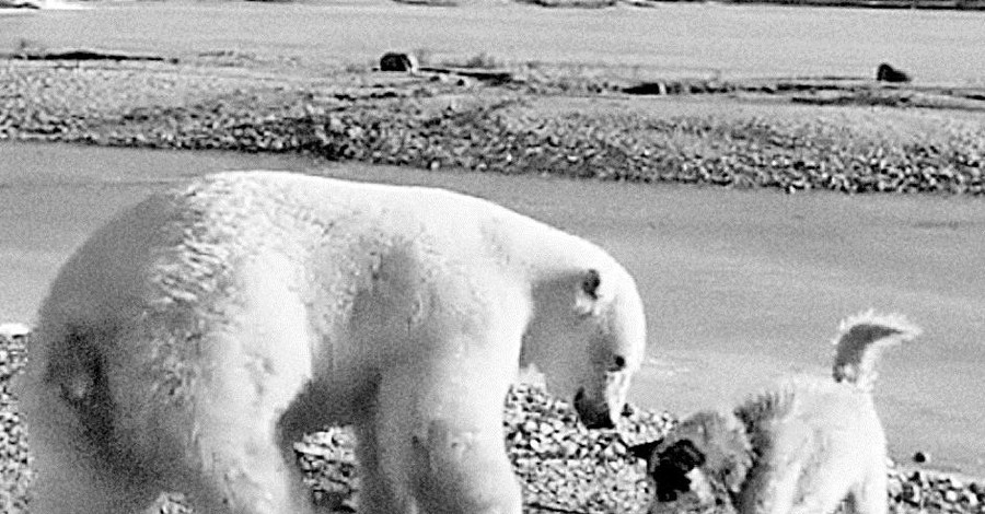 Туристы сняли на видео самого доброго белого медведя в мире