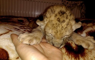 В Бердянском зоопарке решили женить едва родившегося львенка