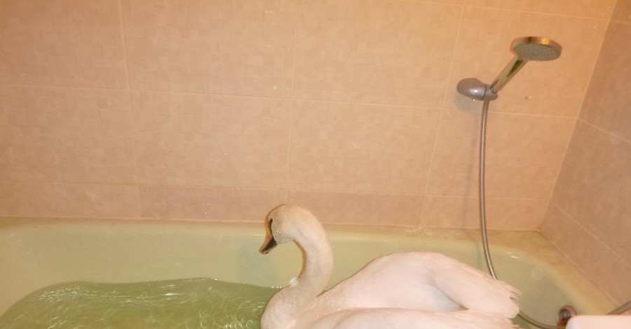 Спасенный лебедь отмокал в ванной