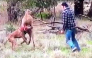 Видеохит дня: австралиец послал кенгуру в нокаут